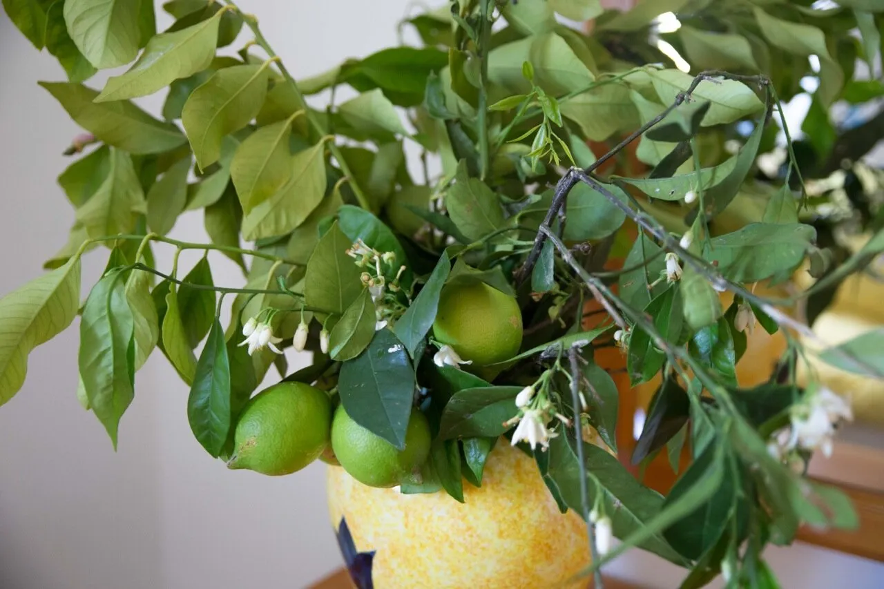 Lemon tree