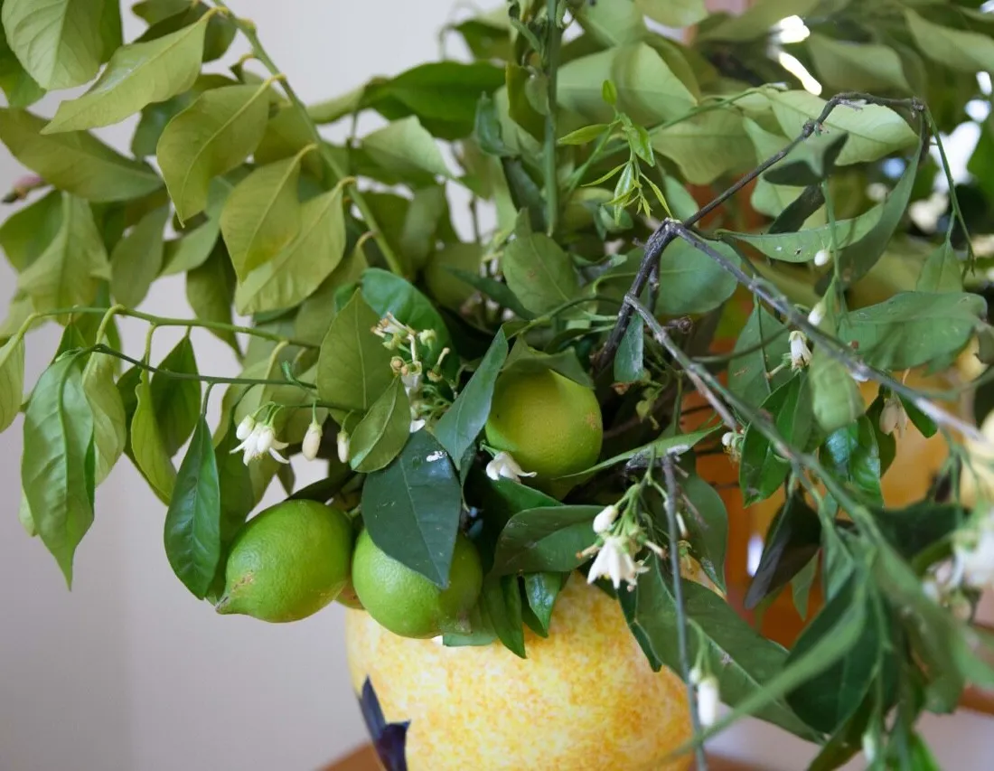 Lemon tree