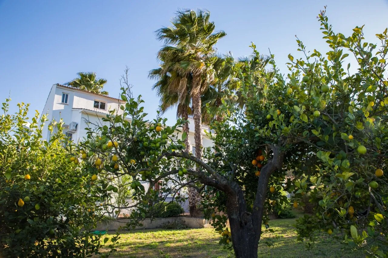 Citrus tree infront of Fuego Blanco