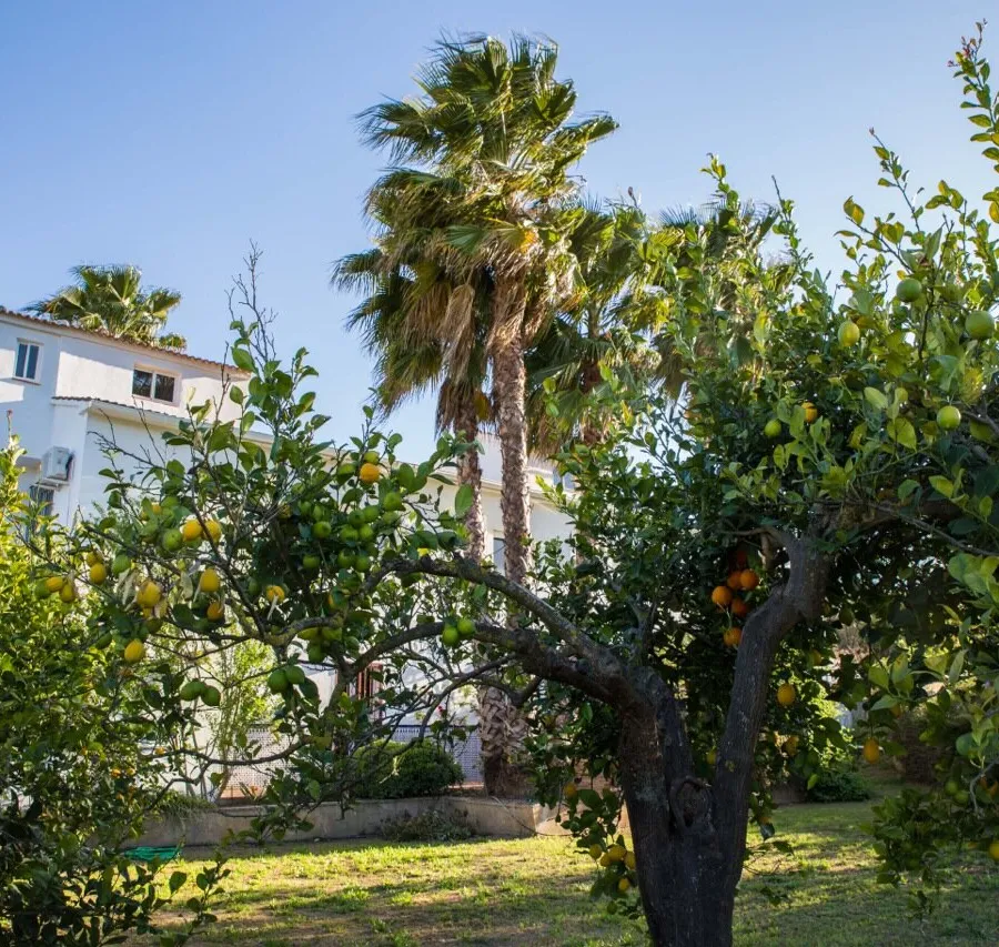 Citrus tree infront of Fuego Blanco